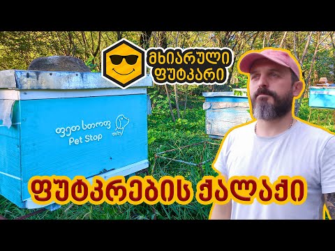 ფუტკრების ქალაქი – ფეთ სთოფ (Pet Stop)