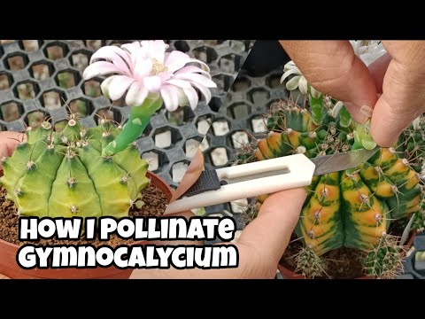 Video: Môže sa gymnocalycium samoopeliť?