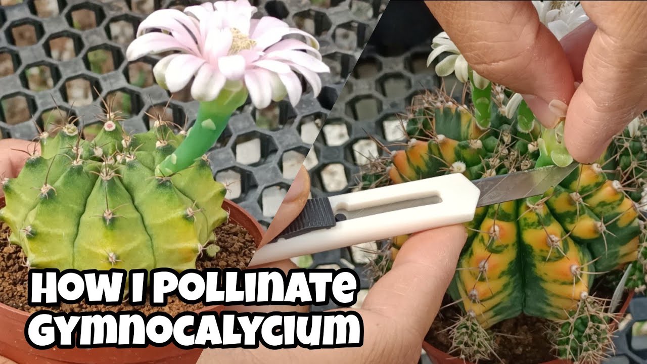 How to Pollinate Gymnocalycium.