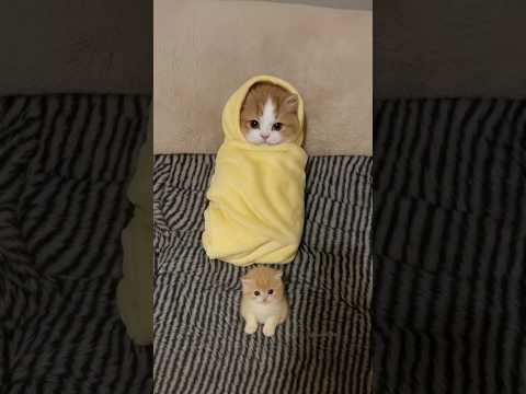 This Wrapped-Up Kitten
