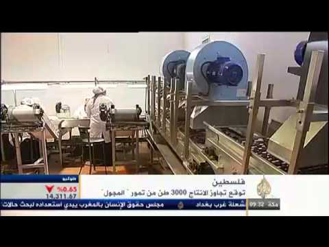 إنتاج التمور في أريحا