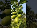 লেবু বাগান #fruit #লেবু_গাছের_পরিচর্যা #লেবুগাছ #লেবুর