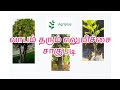 விரைவில் வருமானம் தரும் மார்கெட்டிங் எலுமிச்சை பழக்கன்று #lemon #cultivation