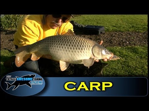 Carp fishing using a link leger- Series 1- Episode 11 - TAFishing