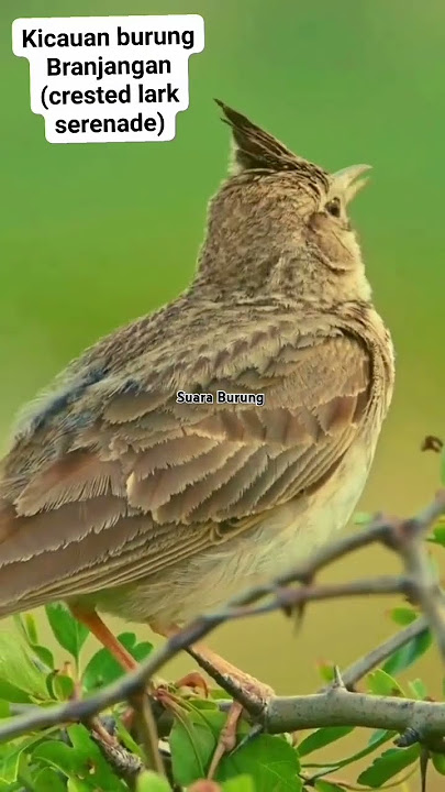 Suara burung Branjangan #birds #suaraburung #kicaumania #suaraburungmerdu #branjangan