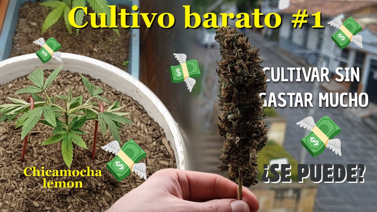 ¿Qué tan barato puede ser un cultivo de cannabis sin perder calidad?