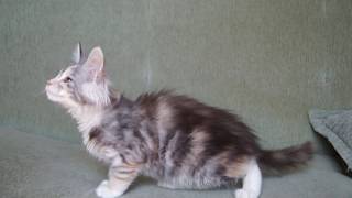 котёнок Мейн кун девочка в 2 мес 3 недели котёнок Мейн кун девочка в 2 мес 3 недели