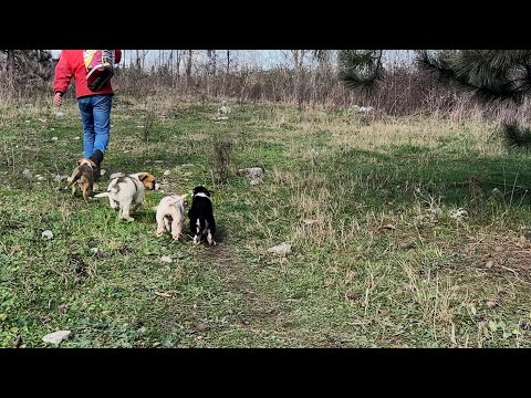 Video: 4 Büyüyen Köpek Trendleri: Bunları Duydunuz mu?