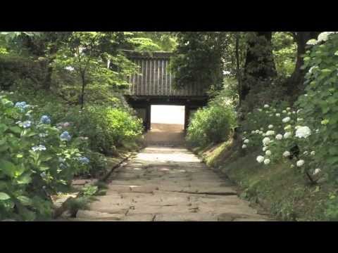 ほぼ週刊 新選 茨城百景 第十五回「雨引観音のあじさい」（桜川）