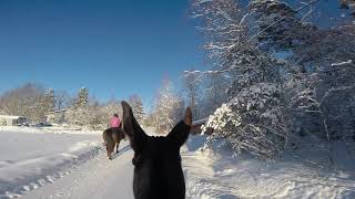 Muuli Innostuu Laukassa Ja Yrittää Ryöstää Muiden Ohi