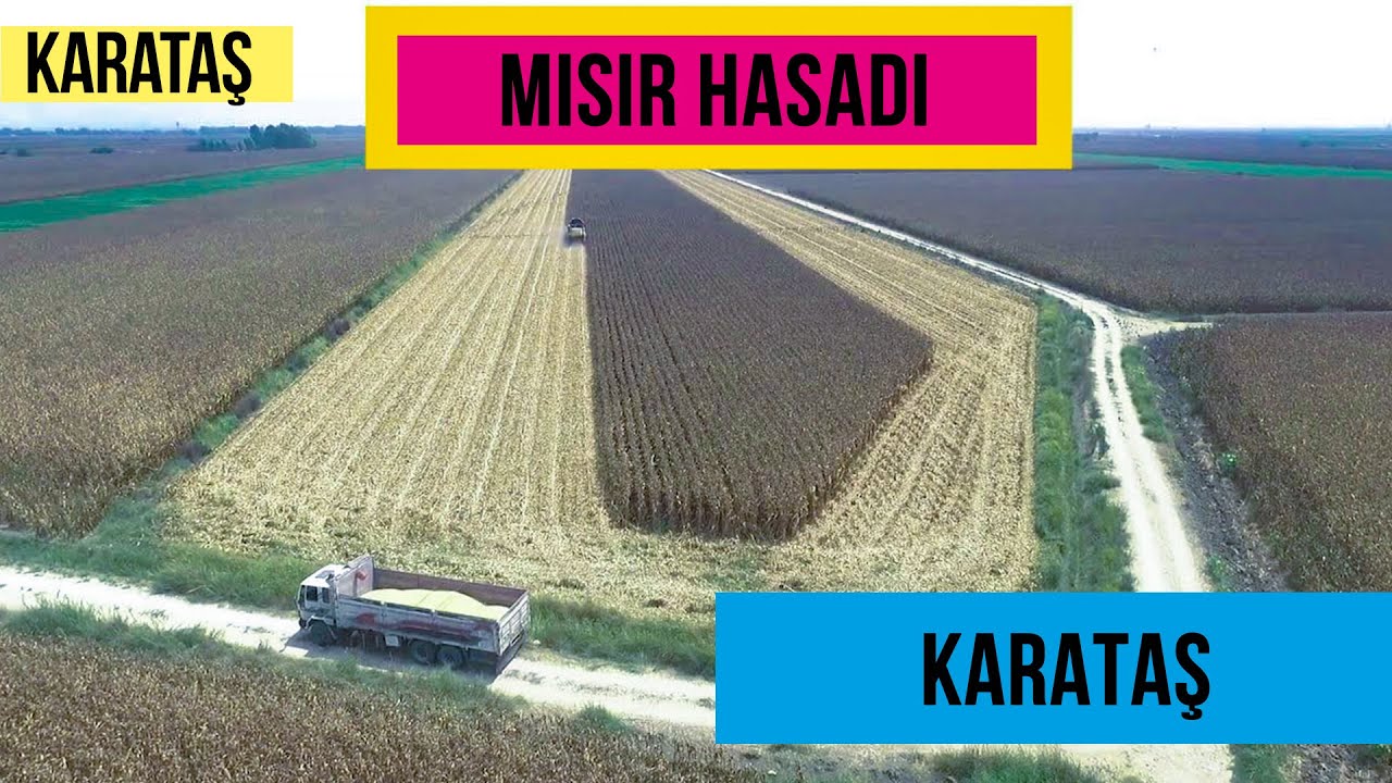 ÇUKUROVA MISIR HASADI HAVADAN ÇEKİM