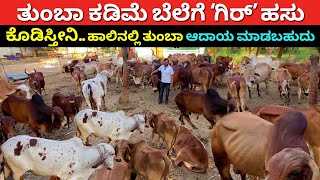 Desi gir cow farming in Karnataka | nati hasu sakanike Kannada | A2 milk dairy farm | Gyr Kankrej