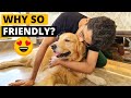 Why are Golden Retrievers so Friendly and Social?