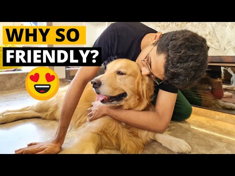 Why Are Golden Retrievers So Friendly And Social?