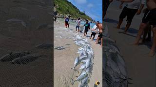 ✨️🐠 Pescaria de BONITO na Praia Grande em Arraial do Cabo RJ Brasil. 🇧🇷🐢 #shorts