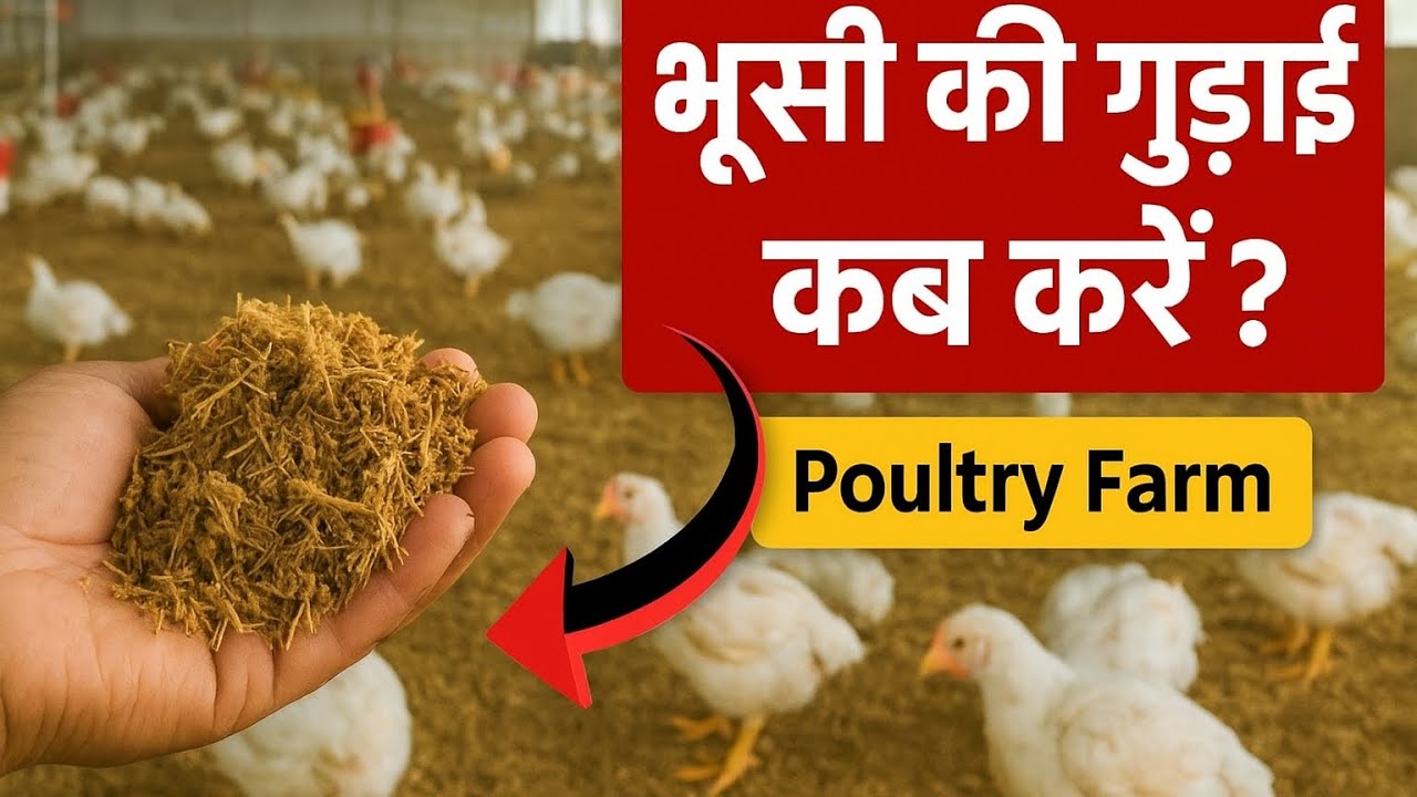 ⚡ “Broiler Farming में Litter Management कैसे करें? भूसी की गुड़ाई Explained 