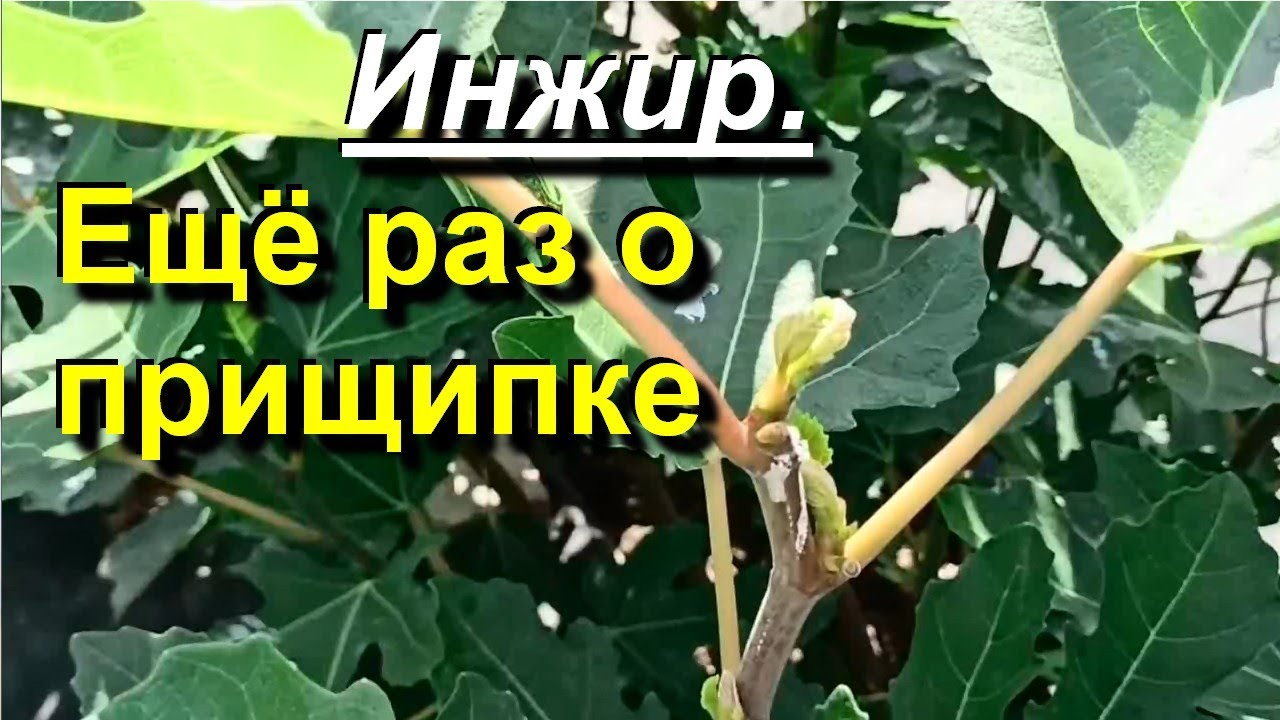 Инжир. Ещё раз о прищипке побегов. 2023 07 24
