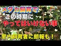 【メダカ】【ビオトープ】【biotope】メダカ飼育で、この時期にやってはいけない事と、室内飼育者に朗報❗️