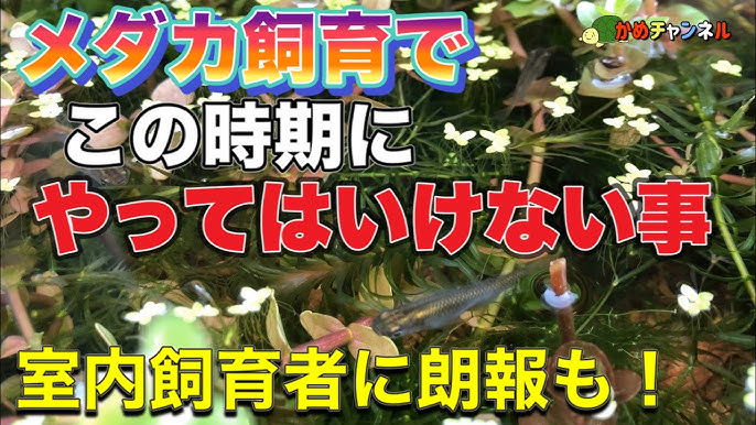 メダカビオトープ タニシパワー Youtube メダカビオトープ タニシパワー Youtube