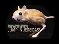 Jump In Jerboas