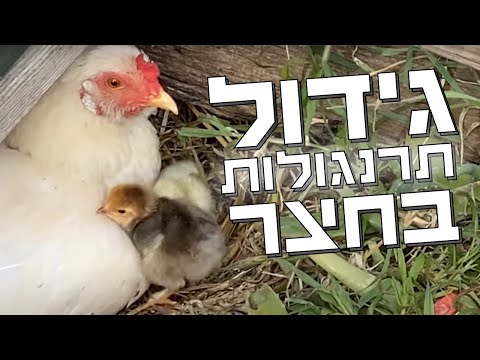 רוצים לגדל תרנגולות בחצר? כמה דברים שחשוב שתדעו