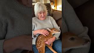 Baby Donkey Shares A Special Bond With Humans