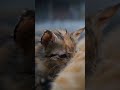 Ya Allah gakuat liatnya 🥺😥😭 #cats #sadstory #shorts #shortsfeed #sora2 #videoshort #kucingsedih