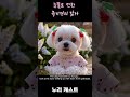 눈물로 전한 유기견의 감사 #반려견 #강아지 #dog #말티즈 #malteselovers #maltese #유기견