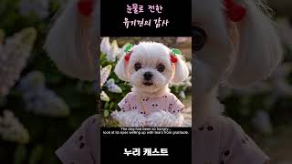 눈물로 전한 유기견의 감사 #반려견 #강아지 #dog #말티즈 #malteselovers #maltese #유기견