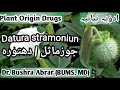 Datura      datura stramonium  advia mufradah lecture