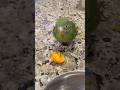 Green Parakeet Steals Food #parakeet #parrot #parakeets #petbirds