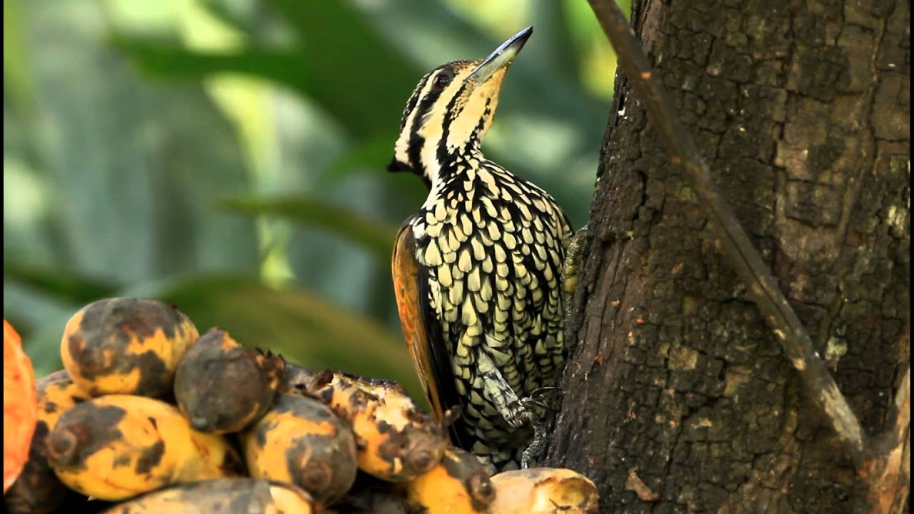 ♪鳥くんの野鳥動画タイ編～ズアカミユビゲラ♀バナナ採食'Common Flameback' 