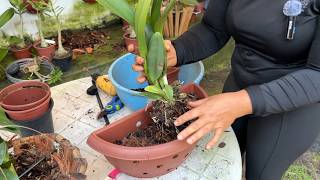 O MELHOR SUBSTRATO PARA SUAS ORQUÍDEAS DESENVOLVER MUITO