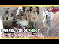 [TV 동물농장 레전드] ‘엄친아犬 차돌이 친자 미스터리’ 풀버전 다시보기 I TV동물농장 (Animal Farm) | SBS Story