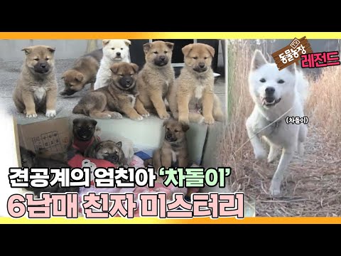 Video: 10 Binatang Anjing Sempurna untuk Pengembara
