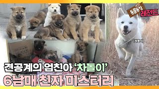 [TV 동물농장 레전드/SUB] ‘엄친아犬 차돌이 친자 미스터리’ 풀버전 다시보기 #TV동물농장 #AnimalFarm #SBSstory