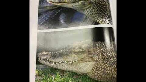 Reptiles: Cold-Blooded Scaly Vertebrates