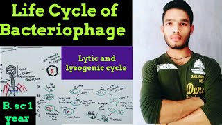 Bacteriophage life Cycle