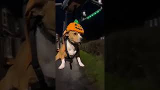 Pup-Kin Spice 🎃 Doggo Flies on a Drone for Halloween!