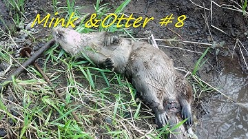 Trapping out West Part 13.....My 8th Otter, Beavers and a Mink