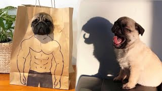 Funniest and Cutest Pug Dog Videos Compilation 2020  Cutest Puppy #4