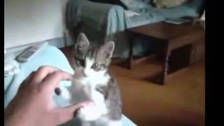 Приколы с кошками ютуб Приколы с кошками ютуб