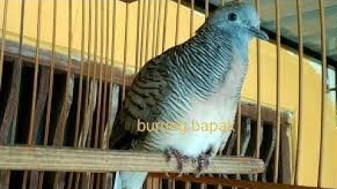 Perkutut lokal gacor suara langka