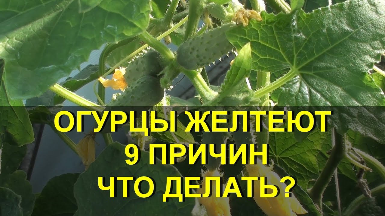 Почему желтеют огурцы в теплице: причины Почему желтеют огурцы в теплице: причины