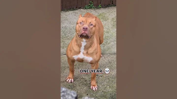 40 Days to One Year American bully #feed #puppy #transformation #dog #bullydogs #pets #dogs