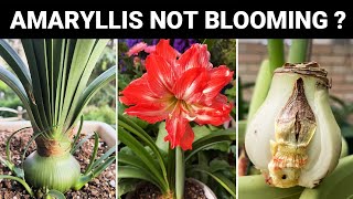 ทำไม Amaryllis ของฉันถึงไม่บาน? 5 เหตุผลที่คุณต้องรู้