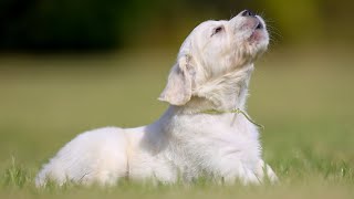 Puppy Barking Videos For Dogs To Watch (Part 2) - Dogs Barking and Howling Compilation by Dog Name Search 1,838 views 2 years ago 4 minutes, 45 seconds