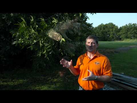 Fall Webworms