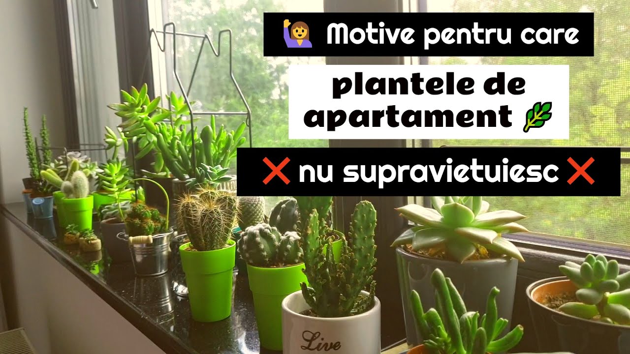 ❌ Plante de apartament sanatoase si dupa cumparare 🙋 Ce e de facut?