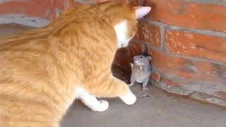 HAPPY TUESDAY FUNNY VIDEO - FUNNY VIDEO 2021| Funny Animal Videos